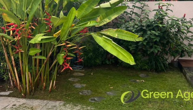 garden-maintenance-greenage-landscaping-services-singapore-landed-serangoon-7