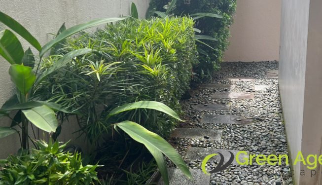 garden-maintenance-greenage-landscaping-services-singapore-landed-serangoon-8