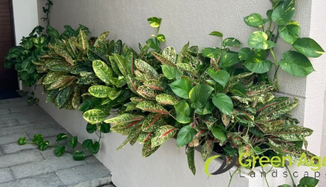 garden-maintenance-greenage-landscaping-services-singapore-landed-serangoon-9