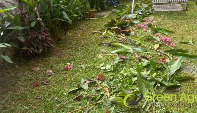 garden-maintenance-service-greenage-landscaping-services-singapore-landed-serangoon-2