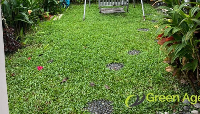 garden-maintenance-service-greenage-landscaping-services-singapore-landed-serangoon-3