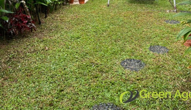 garden-maintenance-service-greenage-landscaping-services-singapore-landed-serangoon-4