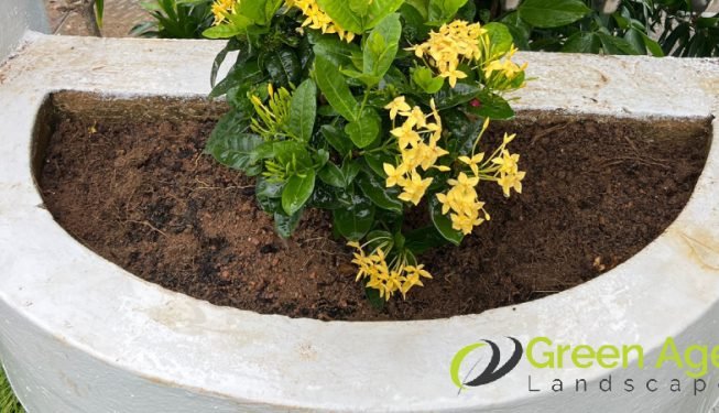 gardener-service-greenage-landscaping-services-landed-ang-mo-kio-3