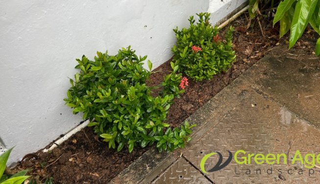 gardener-service-greenage-landscaping-services-landed-ang-mo-kio-4