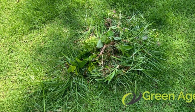 grass-cutting-greenage-landscaping-services-singapore-landed-newton-2