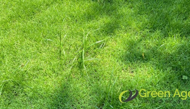 grass-cutting-greenage-landscaping-services-singapore-landed-newton-3