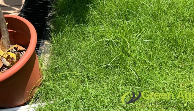grass-cutting-greenage-landscaping-services-singapore-landed-newton-4