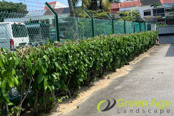 hedge-trimming-services-greenage-landscaping-services-singapore-commercial-bedok-1