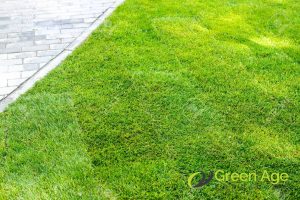 Why You Should Engage Professional Real Carpet Grass Services in Singapore 4 aesthetic-why-you-should-engage-professional-real-carpet-grass-services-greenage-landscaping-services-singapore