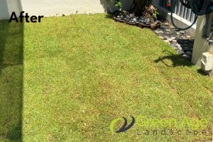 Grass Planting 90 after-grass-planting-greenage-landscaping-services-singapore-landed-east-coast