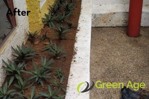 Grass Planting 88 after-grass-planting-greenage-landscaping-services-singapore-landed-river-valley