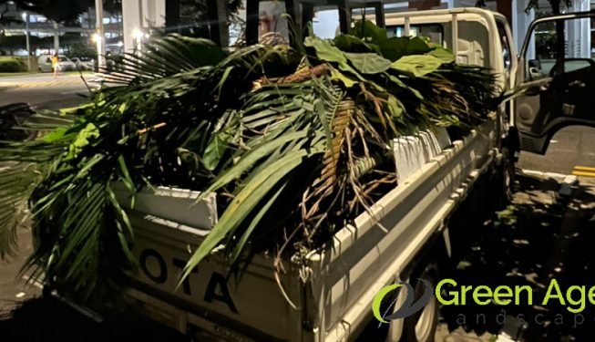 artificial-grass-planting-shrub-removal-services-greenage-landscape-singapore-landed-sembawang-5