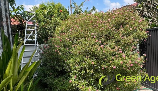 before-artificial-grass-planting-shrub-removal-services-greenage-landscape-singapore-landed-sembawang-3