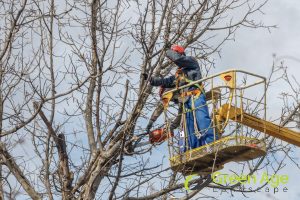 crown-cleaning-4-tree-pruning-methods-to-enhance-your-home-garden-tree-pruning-greenage-landscaping-services-singapore