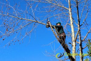 crown-reduction-4-tree-pruning-methods-to-enhance-your-home-garden-tree-pruning-greenage-landscaping-services-singapore