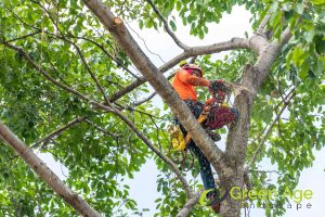 crown-thinning-4-tree-pruning-methods-to-enhance-your-home-garden-tree-pruning-greenage-landscaping-services-singapore