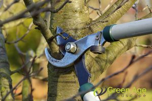 cutting-branches-why-regular-tree-pruning-is-a-must-for-residential-gardens-tree-pruning-greenage-landscaping-services-singapore