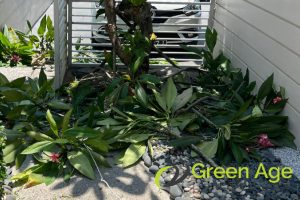 enhance-tree-health-why-regular-tree-pruning-is-a-must-for-residential-gardens-tree-pruning-greenage-landscaping-services-singapore