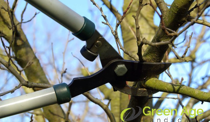 featured-4-tree-pruning-methods-to-enhance-your-home-garden-tree-pruning-greenage-landscaping-services-singapore