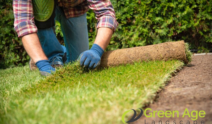 featured-image-grass-installation-why-you-should-engage-professional-real-carpet-grass-services-greenage-landscaping-services-singapore
