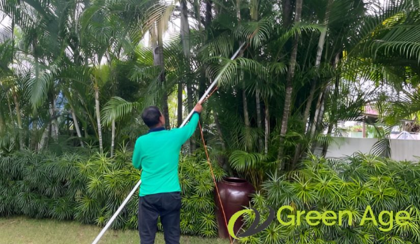featured-image-pruning-trees-why-regular-tree-pruning-is-a-must-for-residential-gardens-tree-pruning-greenage-landscaping-services-singapore