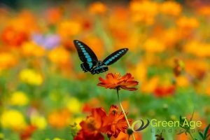 Grass Planting 67 garden-biodiversity-7-benefits-of-planting-grass-for-your-garden-grass-planting-long-form-greenage-landscaping-services-singapore