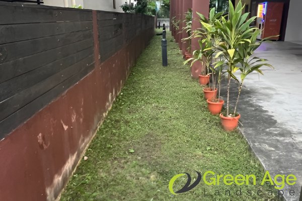 grass-cutting-greenage-landscaping-services-singapore-landed-east-coast-1