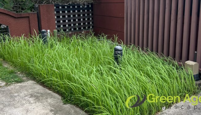 grass-cutting-greenage-landscaping-services-singapore-landed-east-coast-3