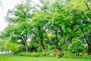 How Often Should You Conduct Tree Pruning For Your Garden In Singapore? 3 growth-rate-how-often-should-you-conduct-tree-pruning-for-your-garden-tree-pruning-greenage-landscaping-services-singapore