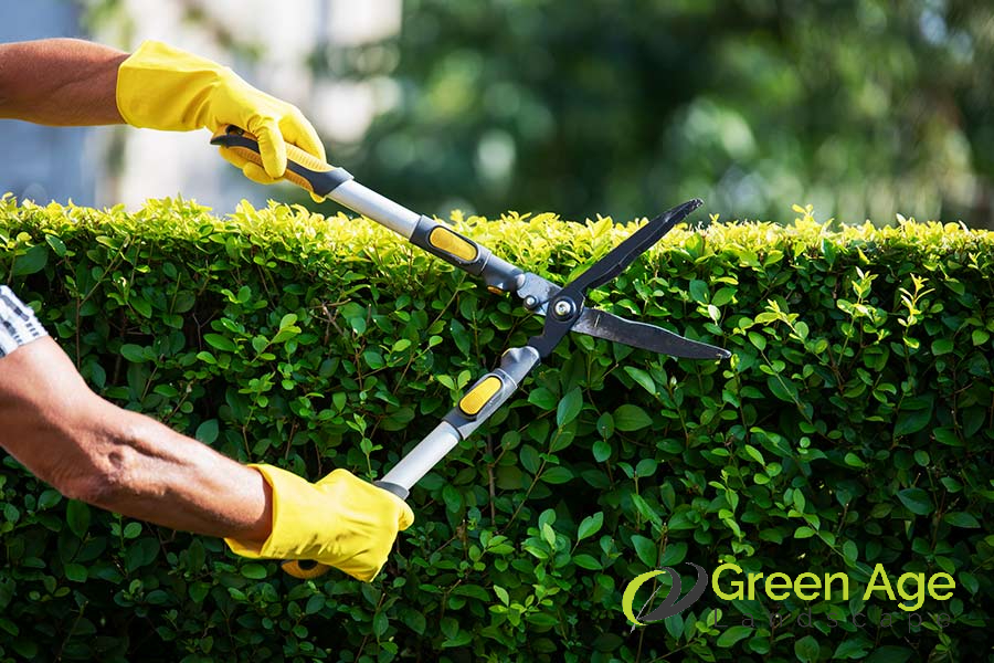 hedge-trimming-greenage-landscaping-services-singapore-1