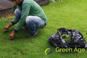 Why You Should Engage Professional Real Carpet Grass Services in Singapore 5 lawn-care-why-you-should-engage-professional-real-carpet-grass-services-greenage-landscaping-services-singapore