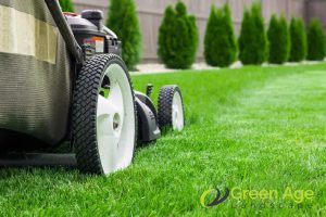 7 Advantages of Installing Real Carpet Grass in Singapore 2 low-maintenance-7-advantages-of-installing-real-carpet-grass-in-singapore-carpet-grass-greenage-landscaping-services-singapore