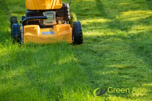4 Key Differences Between Real And Artificial Carpet Grass For Homes In Singapore 3 maintenance-4-key-differences-between-real-and-artificial-carpet-grass-for-homes-carpet-grass-greenage-landscaping-services-singapore