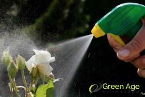 How To Make Balcony Garden Maintenance More Affordable in Singapore? 4 make-your-own-pest-control-solutions-from-natural-ingredients-how-to-make-balcony-garden-maintenance-more-affordable-in-singapore-balcony-garden-greenage-landscaping-services-singapore