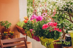 The Importance of Proper Pruning for Balcony Gardens in Singapore 3 neat-appearance-the-importance-of-proper-pruning-for-balcony-gardens-in-singapore-balcony-garden-greenage-landscaping-services-singapore