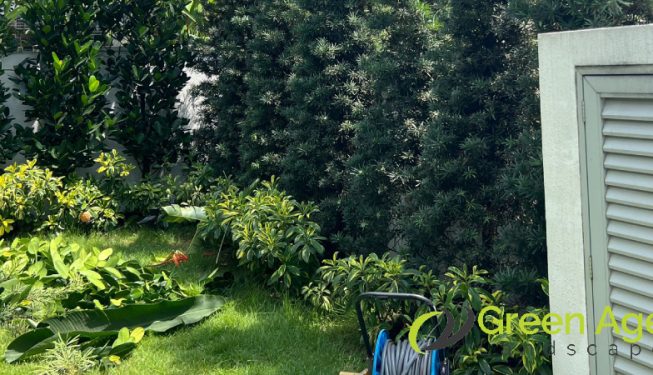plant-pruning-services-greenage-landscaping-services-singapore-landed-hougang-2