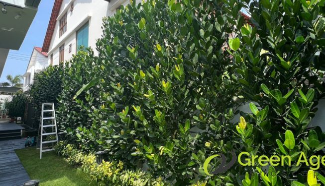 plant-pruning-services-greenage-landscaping-services-singapore-landed-hougang-4