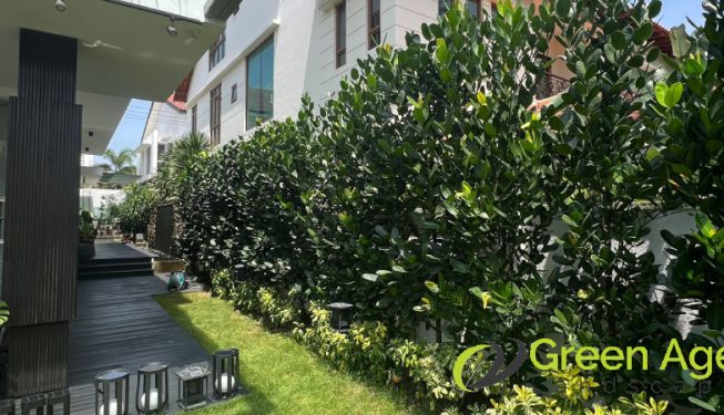 plant-pruning-services-greenage-landscaping-services-singapore-landed-hougang-5