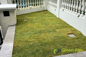 Grass Planting 68 soft-inviting-surface-7-benefits-of-planting-grass-for-your-garden-grass-planting-long-form-greenage-landscaping-services-singapore