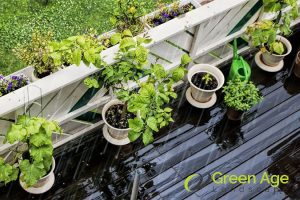 4 Things You Should Know About Maintaining a Thriving Balcony Garden in Singapore 5 strong-winds-can-stress-your-plants-4-things-you-should-know-about-maintaining-a-thriving-balcony-garden-in-singapore-balcony-garden-greenage-lanscaping-services-singapore