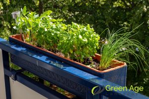 4 Things You Should Know About Maintaining a Thriving Balcony Garden in Singapore 2 sunlight-exposure-varies-across-balconies-4-things-you-should-know-about-maintaining-a-thriving-balcony-garden-in-singapore-balcony-garden-greenage-lanscaping-services-singapore