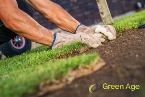 Grass Planting 77 they-employ-proper-planting-techniques-6-advantages-of-engaging-professional-grass-planting-service-in-singapore-grass-planting-long-form-greenage-landscaping-services-singapore