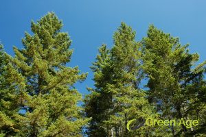 How Often Should You Conduct Tree Pruning For Your Garden In Singapore? 2 tree-species-how-often-should-you-conduct-tree-pruning-for-your-garden-tree-pruning-greenage-landscaping-services-singapore