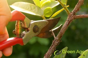 access-to-the-proper-equipment-7-reasons-to-engage-a-skilled-professional-for-tree-pruning-in-singapore-tree-pruning-services-in-singapore-tree-pruning-greenage-landscaping-services-singapore