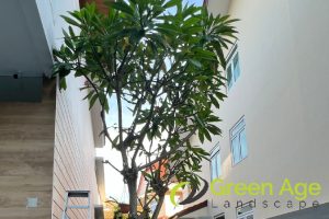 How Much Does It Cost to Trim a Tree in Singapore 4 accessibility-and-location-how-much-does-it-cost-to-trim-a-tree-trimming-greenage-landscaping-services-singapore