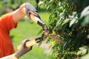 angle-your-cuts-5-key-tips-for-successful-diy-tree-pruning-in-singapore-tree-pruning-greenage-landscaping-services