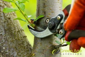 Importance Of Tree Health Assessment Before Engaging Professional Tree Pruning Services in Singapore 4 avoids-spread-importance-of-tree-health-assessment-before-engaging-professional-tree-pruning-services-in-singapore-tree-pruning-greenage-landscaping-services-singapore