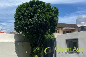 benefits-5-notable-differences-between-tree-pruning-and-tree-trimming-greenage-landscaping-services-singapore