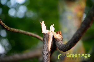 broken-branches-5-signs-your-trees-need-tree-trimming-greenage-landscaping-services-singapore