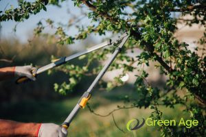 9 Benefits of Tree Trimming in Singapore 5 create-more-space-9-benefits-of-tree-trimming-gree-greenage-landscaping-services-singapore